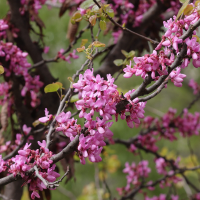 cercis_siliquastrum2md (Cercis siliquastrum)