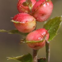 Plagiotrochus quercusilicis (Cynips, Galle du chêne)