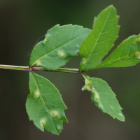 Aceria fraxinicola (Phytopte du frêne, Galle du frêne)