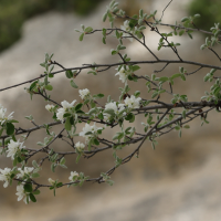 amelanchier_ovalis1amd (Amelanchier ovalis)