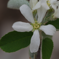 amelanchier_ovalis5md (Amelanchier ovalis)