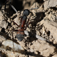 Camponotus cruentatus (Fourmi ensanglantée)