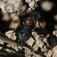 camponotus_cruentatus2md (Camponotus cruentatus)