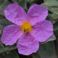 cistus_albidus2md (Cistus albidus)