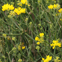 coronilla_juncea2md