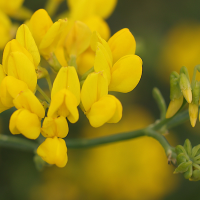 coronilla_juncea3md (Coronilla juncea)