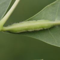 Dasineura acrophila (Dasineura, Galle du frêne)