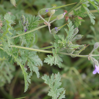 erodium_ciconium5md (Erodium ciconium)