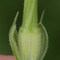 erodium_ciconium8md (Erodium ciconium)