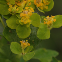 euphorbia_palustris4md (Euphorbia palustris)