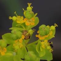 euphorbia_palustris5md (Euphorbia palustris)