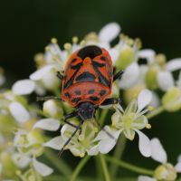 eurydema_ornata3md