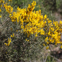 Genista scorpius (Genêt scorpion)