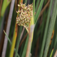 juncus_acutus9md