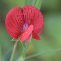 Lathyrus cicera (Gesse chiche, Gessette, Jarosse)