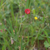 lathyrus_cicera3md