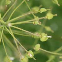 lepidium_draba4md