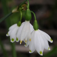 leucojum_aestivum5md