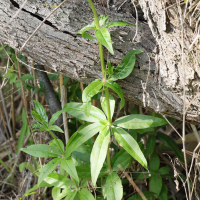 Rubia tinctorum (Garance des teinturiers)