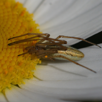 tetragnatha_montana1md