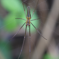 Tetragnatha montana (Tétragnathe)