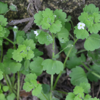 veronica_cymbalaria2md