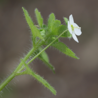 veronica_cymbalaria4md