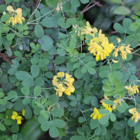 coronilla_coronata3md (Coronilla coronata)