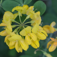 coronilla_coronata4md (Coronilla coronata)