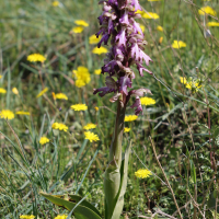 Himantoglossum robertianum (Orchis géant, orchis à longues bractées, Barlie)