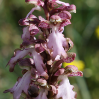 himantoglossum_robertianum2md