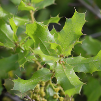 quercus_coccifera11md