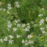 Scandix pecten-veneris (Peigne-de-Vénus, Scandix peigne-de-Vénus)