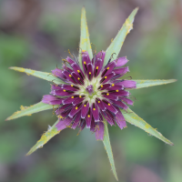 tragopogon_porrifolius6md