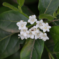 viburnum_tinus2md