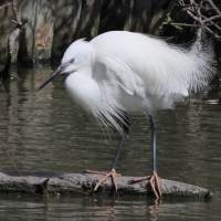 aigrette_garzette_-_egretta_garzetta10bd (Egretta garzetta)