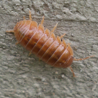 armadillidium_vulgare6bd