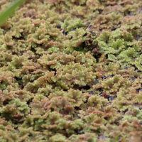 Azolla caroliniana (Fougère aquatique de Caroline)