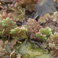 azolla_caroliniana2bd