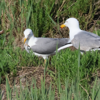 goeland_leucophee_-_larus_michahellis13bd