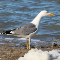 goeland_leucophee_-_larus_michahellis2bd