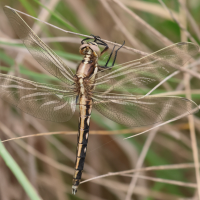 orthetrum_albistylum9bd