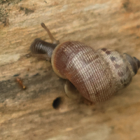 Pomatias elegans (Élégante striée, Cyclostome élégant)