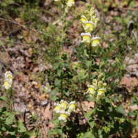 Antirrhinum majus ssp. latifolium (Gueule-de-loup à larges feuilles, Muflier à larges feuilles)