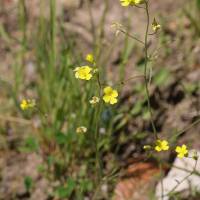 Bunias erucago (Bunias fausse-roquette, Roquette des champs)