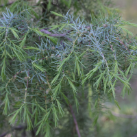 juniperus_oxycedrus5md