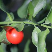 ruscus_aculeatus4md