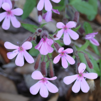 saponaria_ocymoides3md