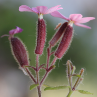 saponaria_ocymoides4