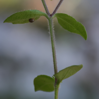 saponaria_ocymoides5md